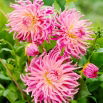 Dalia - Star's Favourite