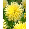 Dalia - Yellow Star