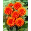 Dalia - Orange Nugget