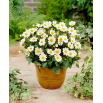 Dalia - Topmix White