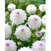 Dalia - Eveline