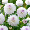 Dalia - Eveline