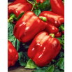 Papryka Tomelloso F1 - czerwona, pod osłony, dla wymagających
