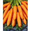Marchew Marion F1 - kalibrowana (1,8 - 2,0) - 25 tys. nasion - nasiona profesjonalne dla każdego
