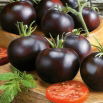 Pomidor Blackball - gruntowy