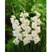 Mieczyk White Prosperity - 5 szt.