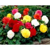 Begonia Non Stop - mix kolorów - duża paczka! - 20 szt.