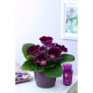 Gloksynia fioletowa - Violacea