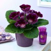 Gloksynia fioletowa - Violacea
