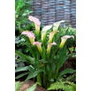 Calla Crystal Blush - duża paczka! - 10 szt.