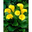 Calla Florex Gold - cebulka XXL - duża paczka! - 10 szt.