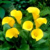 Calla Florex Gold - cebulka XXL - duża paczka! - 10 szt.