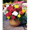 Begonia strzępiasta - mix kolorów - duża paczka! - 20 szt.