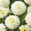 Dalia biała - Dahlia White - duża paczka! - 10 szt.