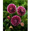 Dalia - Edinburgh - duża paczka! - 10 szt.
