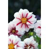 Dalia - Fire and Ice - GIGA paczka! - 50 szt.