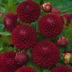 Dalia - Downham Royal - GIGA paczka! - 50 szt.
