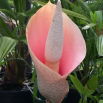 Dziwidło różowe - Amorphophallus bulbifer - unikat! - duża paczka! - 10 szt.