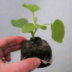 Pęczniejąca doniczka torfowa - GrowBlock - 80x80 mm - 288 szt.