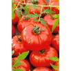 Pomidor Gigant - 10 gram