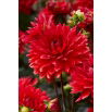Dalia - Garden Wonder - GIGA paczka! - 50 szt.
