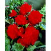 Begonia pełna - czerwona - duża paczka! - 20 szt.