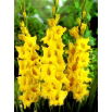 Mieczyk Limoncello - duża paczka! - 50 szt.