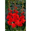 Mieczyk Firecracker - 5 szt.
