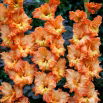 Mieczyk Princess Ruffle - 5 szt.