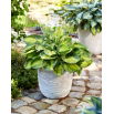 Funkia - Hosta Alligator Alley