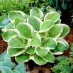 Funkia - Hosta Diana Remembered - duży kwiat