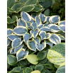Funkia - Hosta First Frost - duża paczka! - 10 szt.