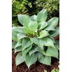 Funkia - Hosta Fragrant Blue - pachnąca - duża paczka! - 10 szt.
