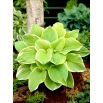 Funkia - Hosta Fragrant Bouquet - pachnąca