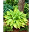 Funkia - Hosta Lady Guinevere - ciemnoróżowy kwiat