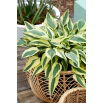 Funkia - Hosta Lakeside Dragonfly