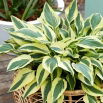 Funkia - Hosta Lakeside Dragonfly