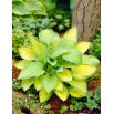 Funkia - Hosta Paul's Glory