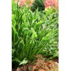 Funkia - Hosta Praying Hands