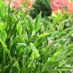 Funkia - Hosta Praying Hands