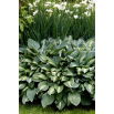 Funkia - Hosta Snake Eyes - duża paczka! - 10 szt.