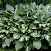 Funkia - Hosta Snake Eyes - duża paczka! - 10 szt.
