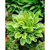 Funkia - Hosta So Sweet - pachnąca - duża paczka! - 10 szt.