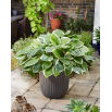 Funkia - Hosta Sorbet - czerwony ogonek liścia