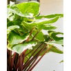Funkia - Hosta Sorbet - czerwony ogonek liścia
