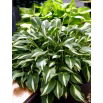 Funkia - Hosta Univittata