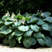 Funkia - Hosta Kingsize - liście w rozmiarze XL