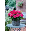 Begonia wielkokwiatowa - Superba Rose - różowa - duża paczka! - 20 szt.
