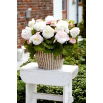 Begonia wielkokwiatowa - Superba White - biała - duża paczka! - 20 szt.