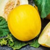 Melon Yellow Canary 2 - wczesny, żółty, owalny, bardzo słodki i aromatyczny